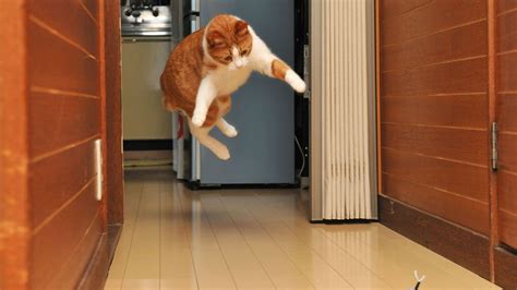 How Long Does It Take to Redesign a Website and Why Do Cats Always Land on Their Feet?